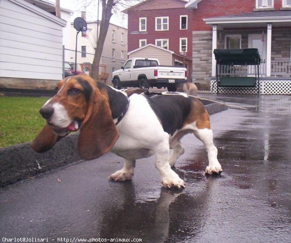 Photo de Basset hound