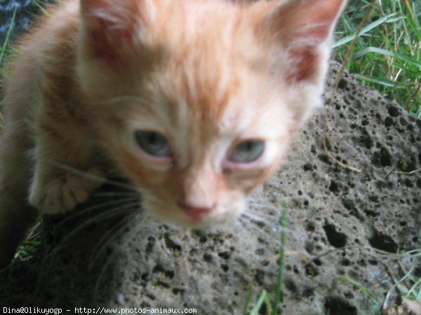 Photo d'Ocicat