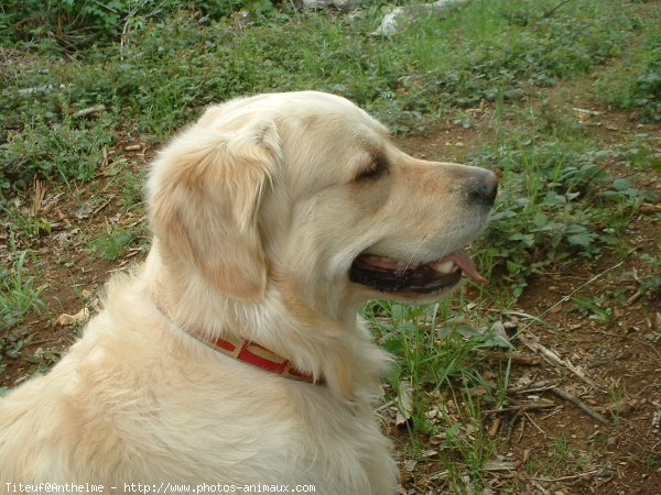 Photo de Golden retriever