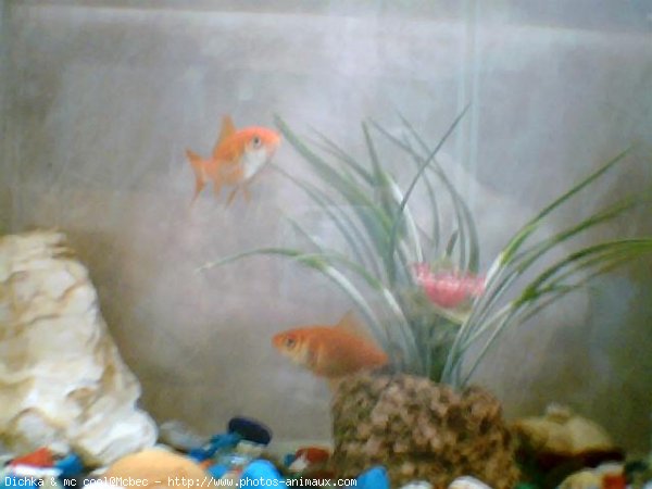 Photo de Poissons rouges