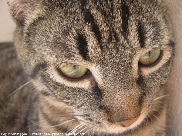 Photo de Chat domestique