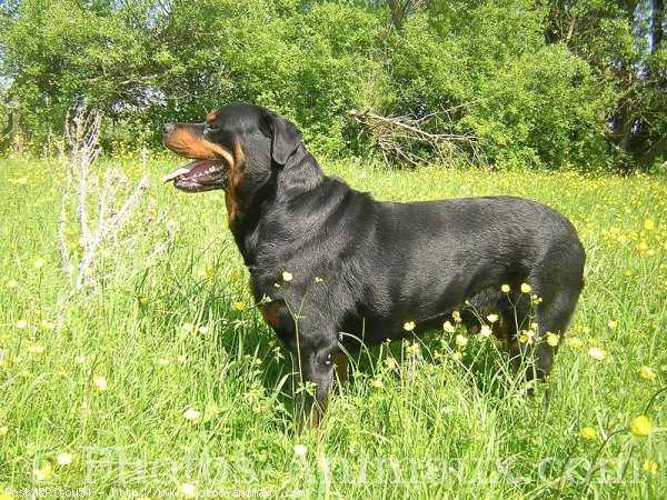 Photo de Rottweiler