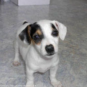 Photo de Jack russell terrier