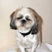 Photo de Shih tzu