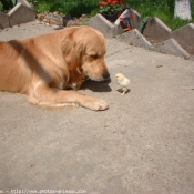 Photo de Golden retriever