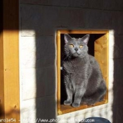 Photo de Chartreux