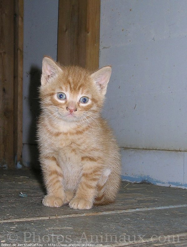 Photo de Chat domestique