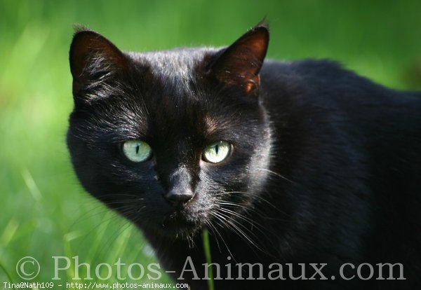 Photo de Chat domestique