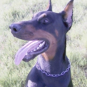 Photo de Dobermann