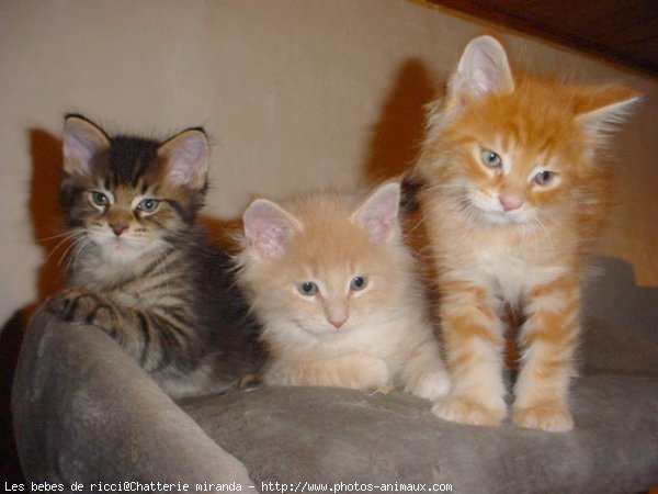 Photo de Maine coon