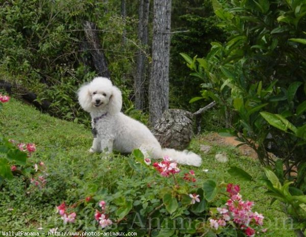 Photo de Caniche moyen