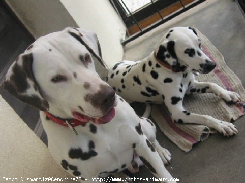 Photo de Dalmatien