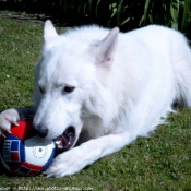 Photo de Berger blanc suisse