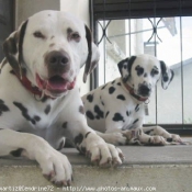 Photo de Dalmatien