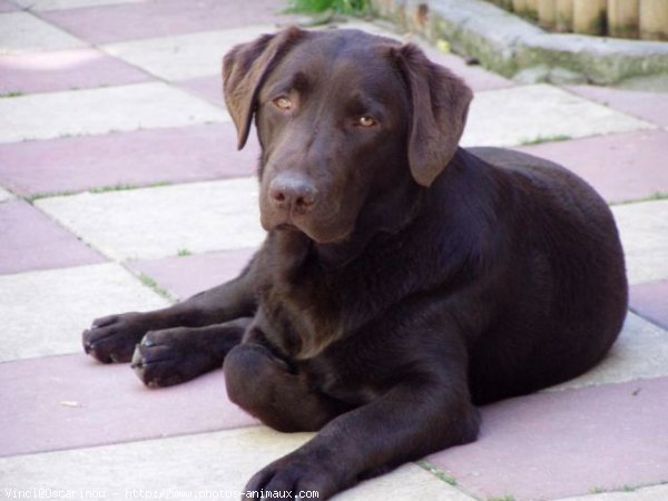 Photo de Labrador retriever