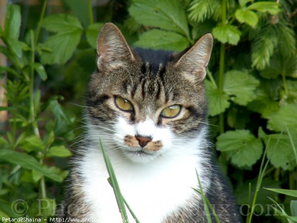 Photo de Chat domestique