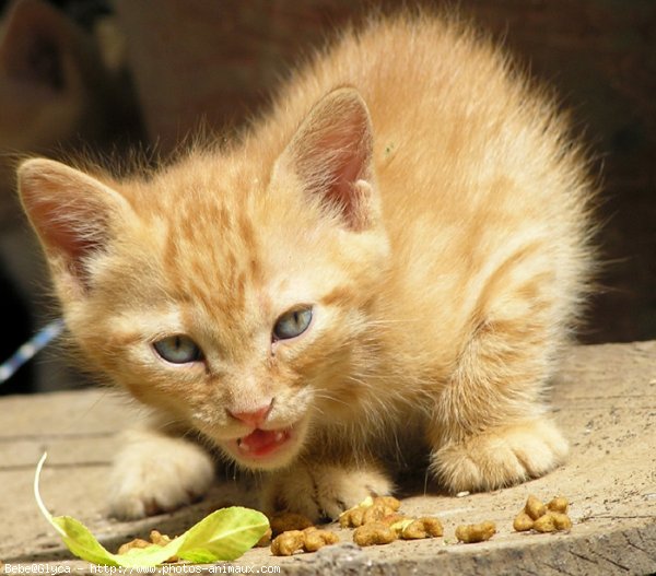 Photo de Chat domestique