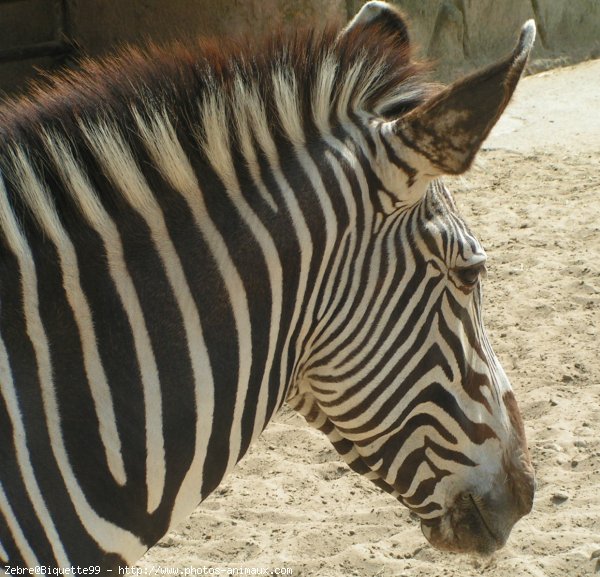 Photo de Zebre