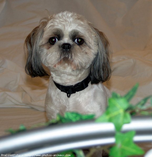 Photo de Shih tzu