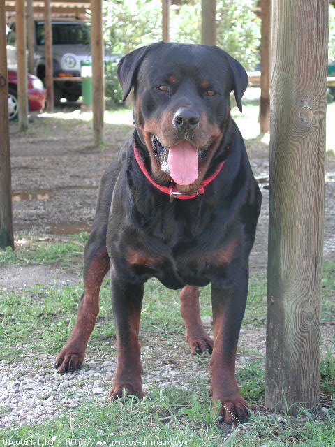 Photo de Rottweiler