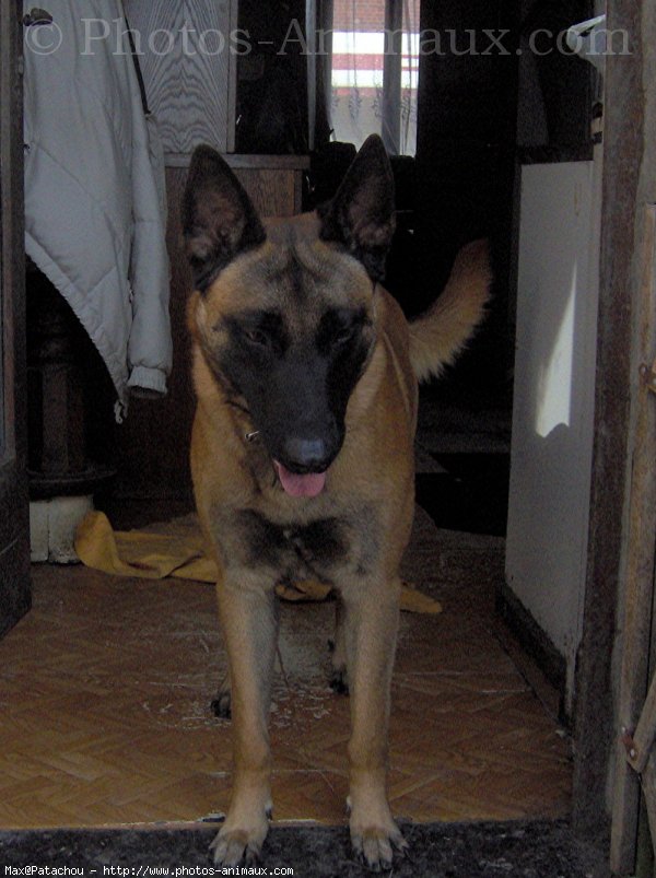 Photo de Berger belge malinois