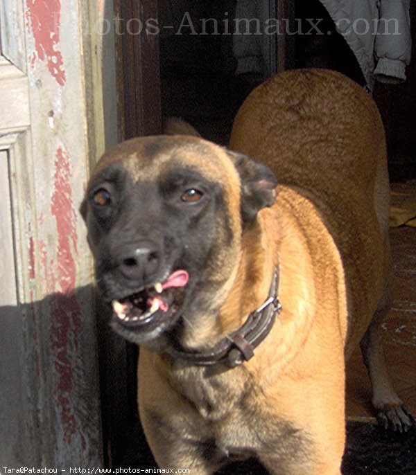 Photo de Berger belge malinois