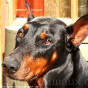 Photo de Dobermann