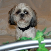 Photo de Shih tzu