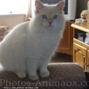 Photo de Ragdoll