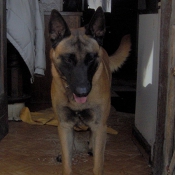 Photo de Berger belge malinois