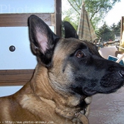 Photo de Berger belge malinois