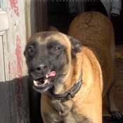 Photo de Berger belge malinois