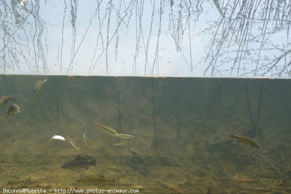 Photo de Poissons exotiques