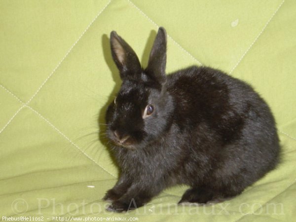 Photo de Lapin