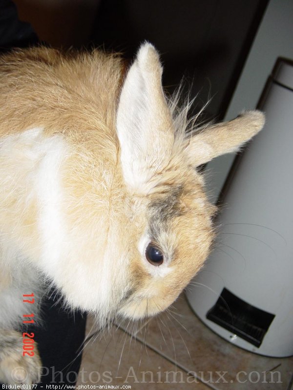 Photo de Lapin