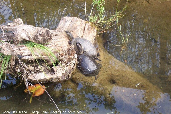 Photo de Tortue