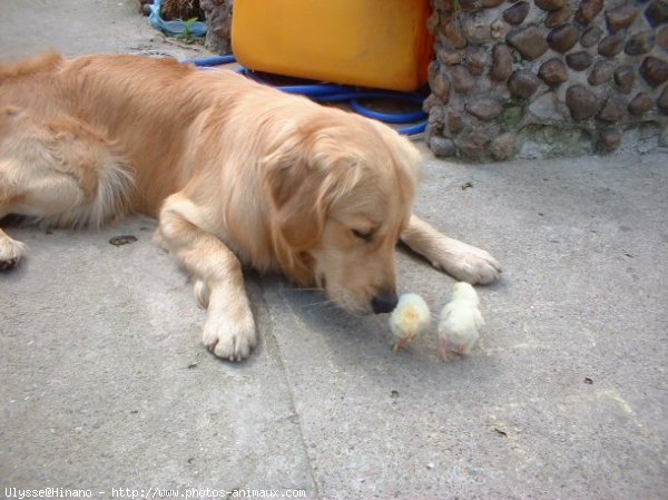 Photo de Golden retriever