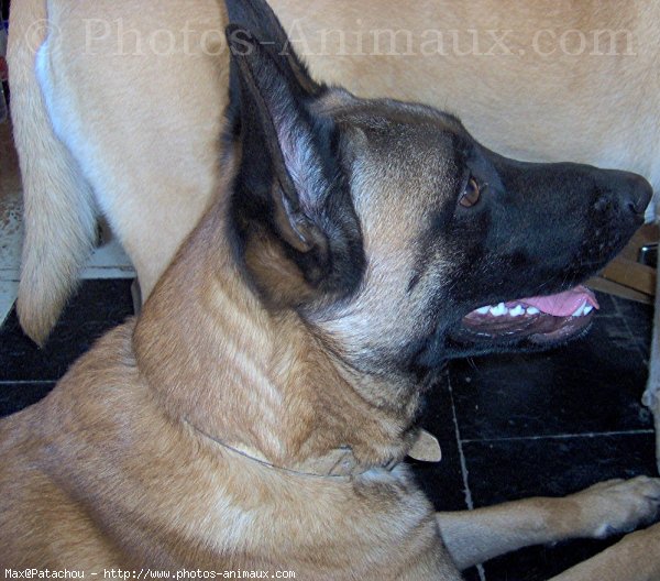 Photo de Berger belge malinois