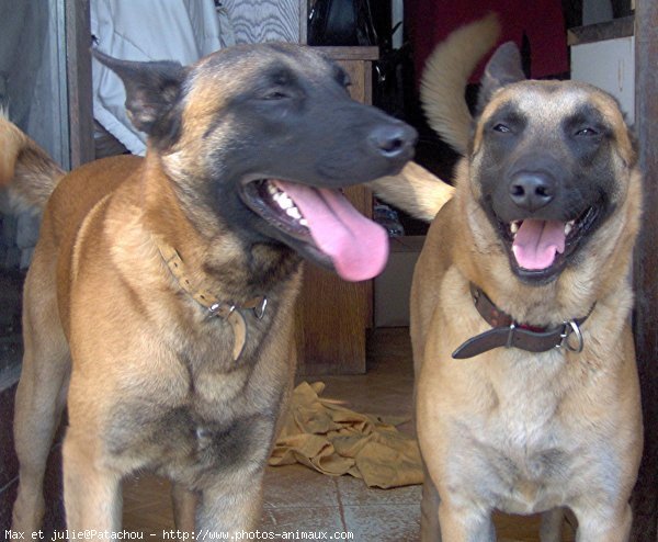 Photo de Berger belge malinois