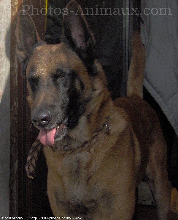 Photo de Berger belge malinois