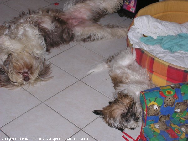 Photo de Shih tzu