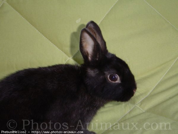 Photo de Lapin