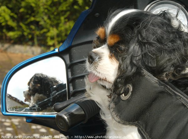 Photo de Cavalier king charles spaniel