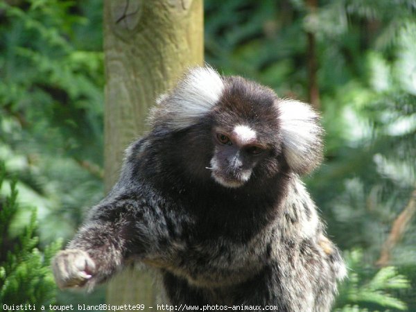 Photo de Singe