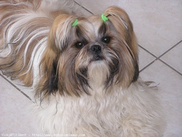 Photo de Shih tzu