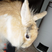 Photo de Lapin