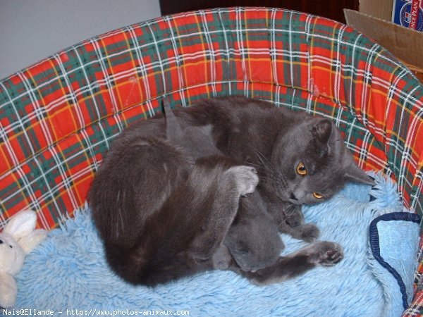 Photo de Chartreux