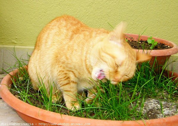 Photo de Chat domestique