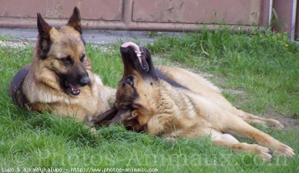 Photo de Berger allemand  poil court