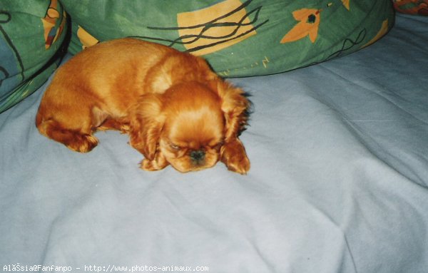 Photo de King charles spaniel